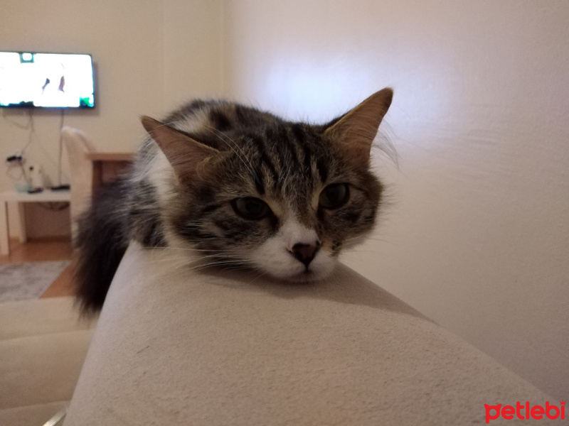 Tekir Kedi, Kedi  cookie fotoğrafı