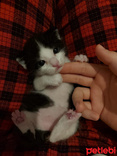 Tuxedo (Smokin) Kedi, Kedi  Woody fotoğrafı