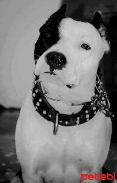 Amerikan Pitbull Terrier, Köpek  Korsan fotoğrafı