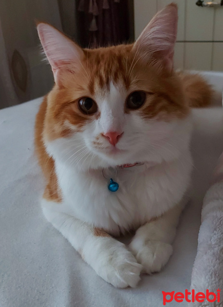 Abyssinian, Kedi  mico fotoğrafı