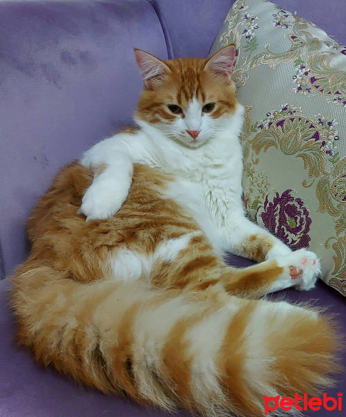 Abyssinian, Kedi  mico fotoğrafı