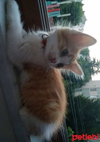 Abyssinian, Kedi  mico fotoğrafı