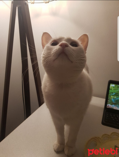 Ankara Kedisi, Kedi  Puffy fotoğrafı