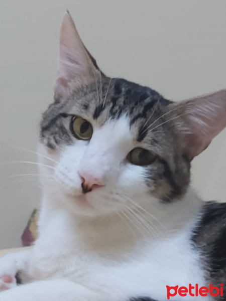 Tekir Kedi, Kedi  Cookie fotoğrafı