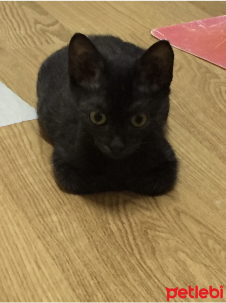 Bombay, Kedi  Bihter fotoğrafı