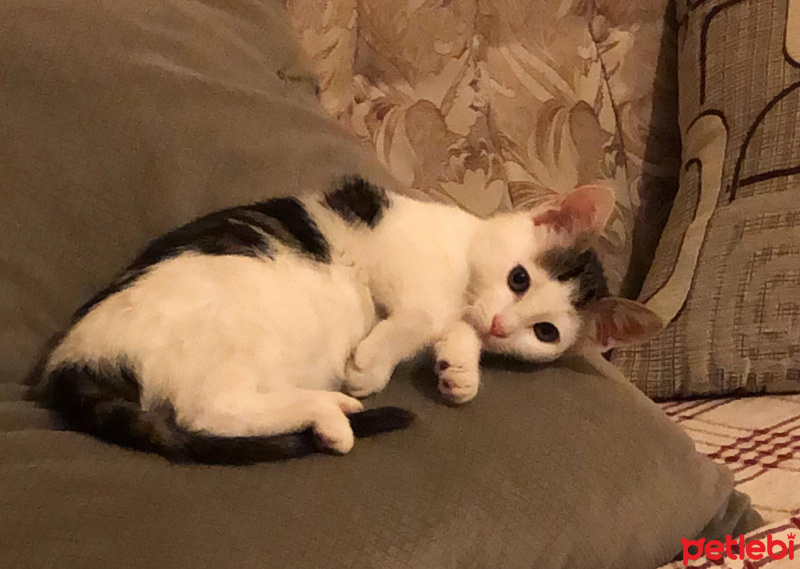 Tekir Kedi, Kedi  BEHÇET fotoğrafı