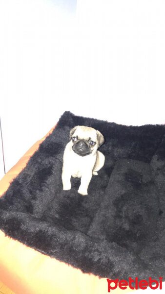 Pug, Köpek  Mia fotoğrafı