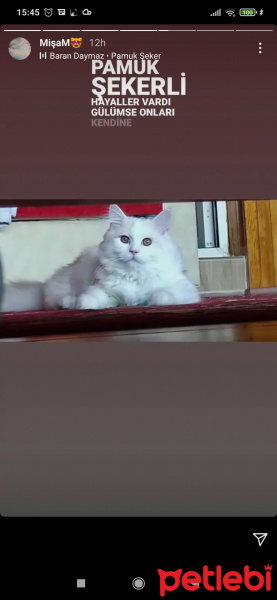 Chinchilla, Kedi  Mişa fotoğrafı