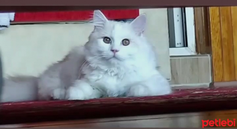 Chinchilla, Kedi  Mişa fotoğrafı