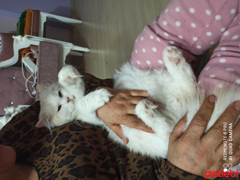 Chinchilla, Kedi  Mişa fotoğrafı