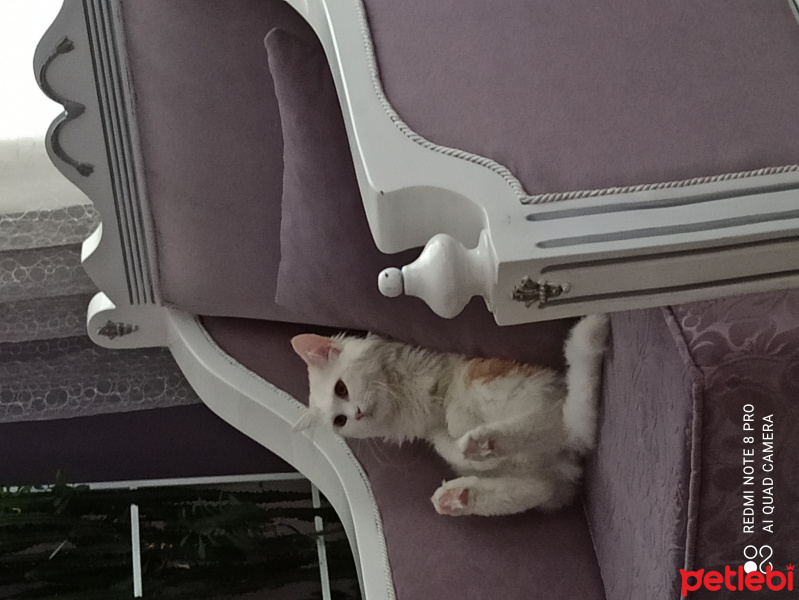 Chinchilla, Kedi  Mişa fotoğrafı