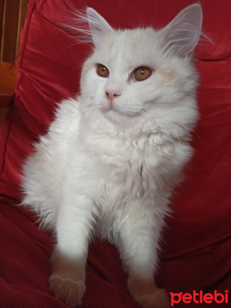 Chinchilla, Kedi  Mişa fotoğrafı