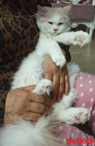 Chinchilla, Kedi  Mişa fotoğrafı