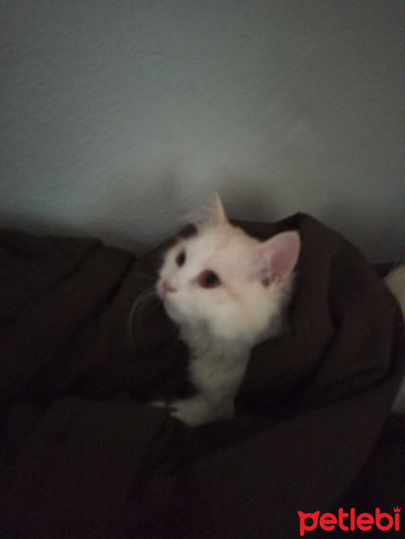 Chinchilla, Kedi  Mişa fotoğrafı