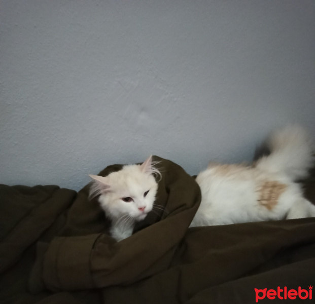 Chinchilla, Kedi  Mişa fotoğrafı