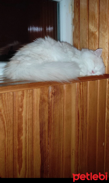 Chinchilla, Kedi  Mişa fotoğrafı