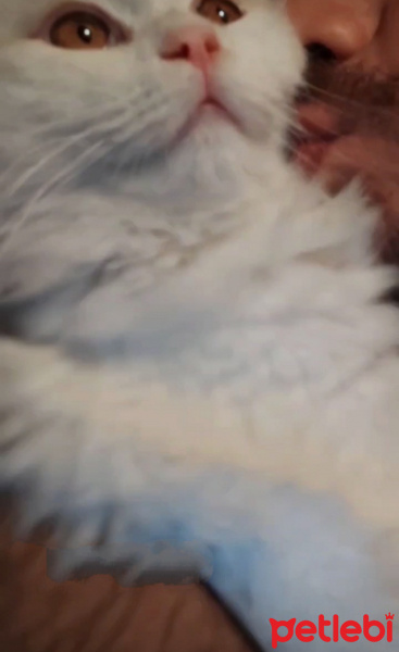 Chinchilla, Kedi  Mişa fotoğrafı