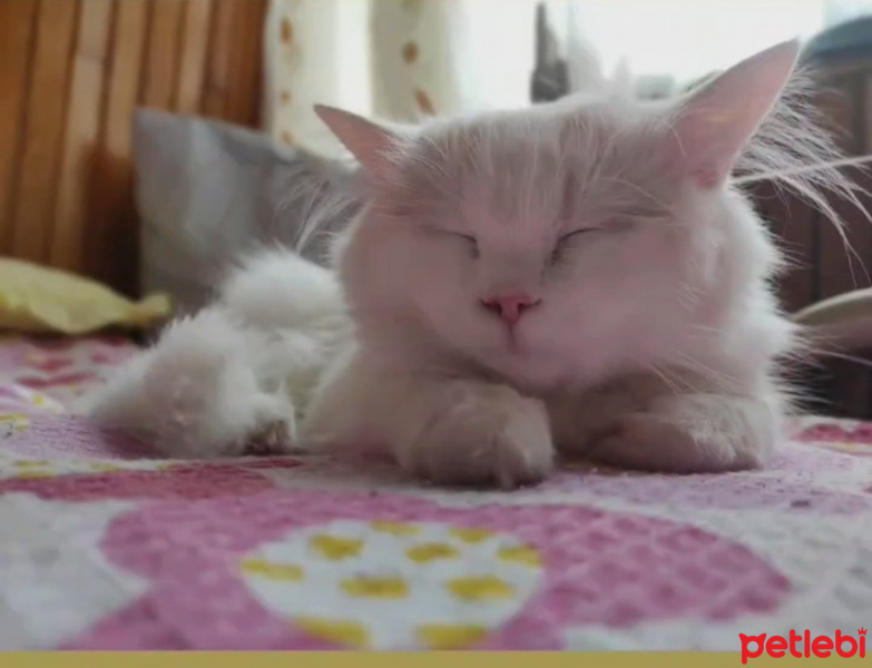 Chinchilla, Kedi  Mişa fotoğrafı