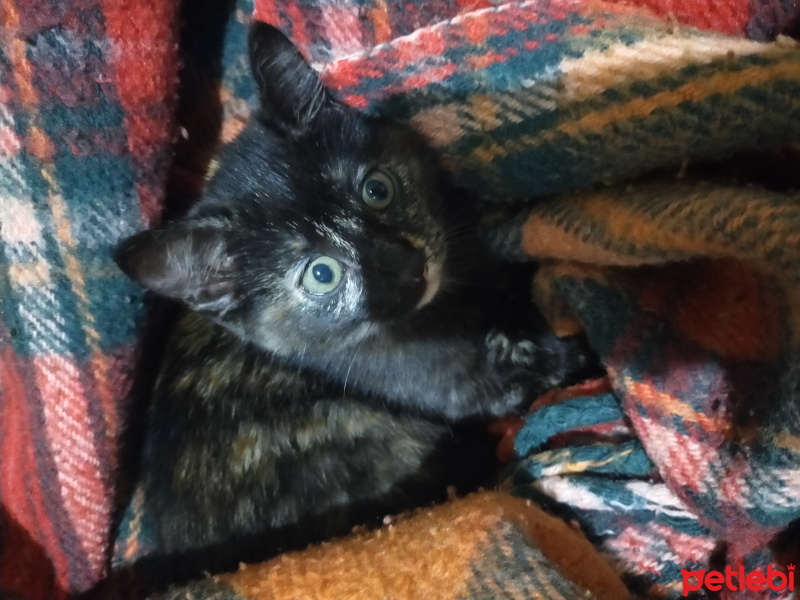 Tuxedo (Smokin) Kedi, Kedi  Athena fotoğrafı