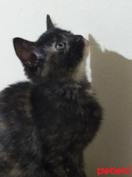 Tuxedo (Smokin) Kedi, Kedi  Athena fotoğrafı