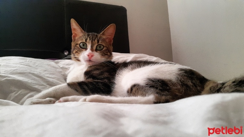 Soke, Kedi  Oglum fotoğrafı