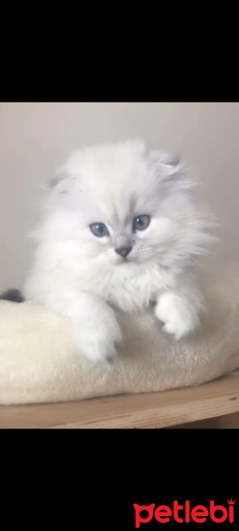 Chinchilla, Kedi  chanel fotoğrafı