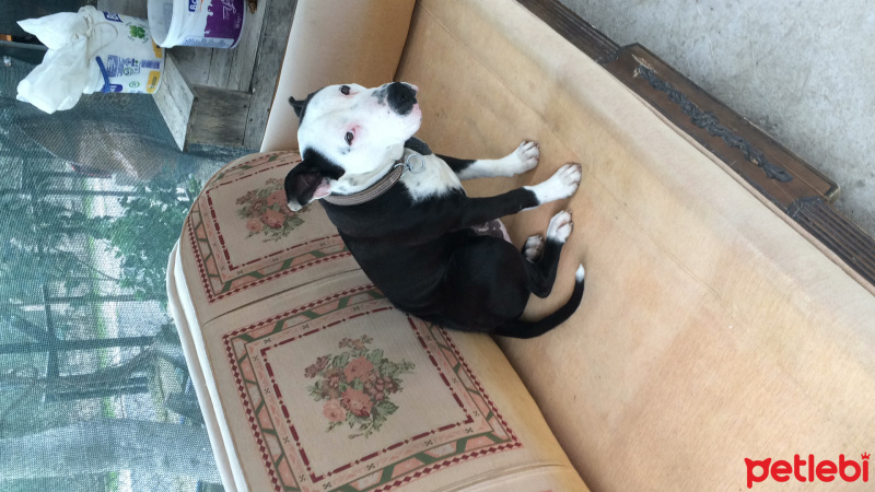 Amerikan Staffordshire Terrier, Köpek  Patron fotoğrafı