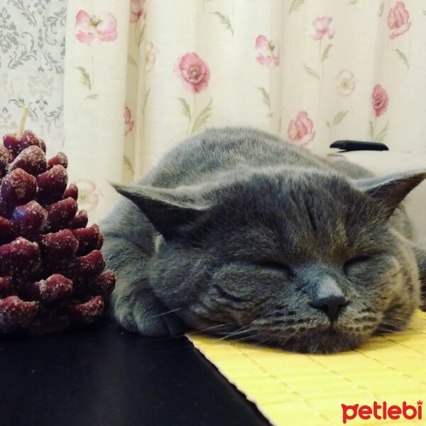 Scottish Fold, Kedi  Maks fotoğrafı