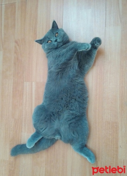 Scottish Fold, Kedi  Maks fotoğrafı