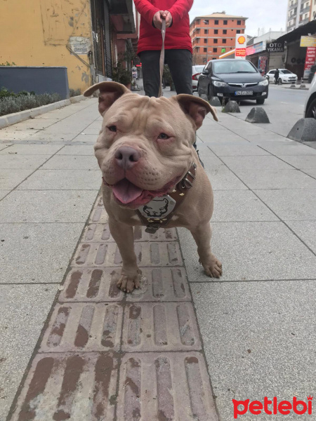 Amerikan Pitbull Terrier, Köpek  eliza fotoğrafı
