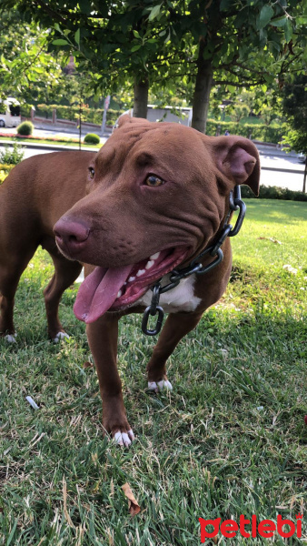 Amerikan Pitbull Terrier, Köpek  eliza fotoğrafı