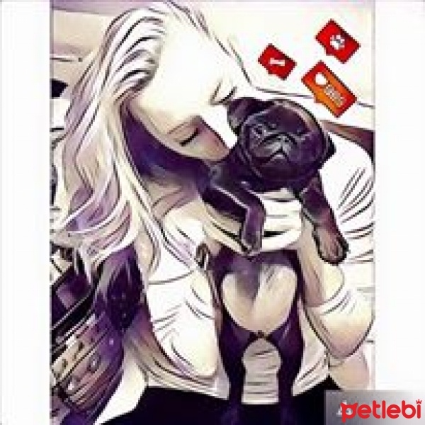 Pug, Köpek  TOPLESS fotoğrafı