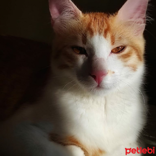 Sarman, Kedi  Odin fotoğrafı