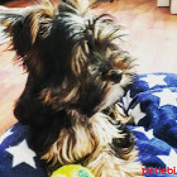 Yorkshire Terrier, Köpek  oscar fotoğrafı