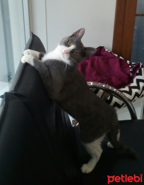 Mavi Rus, Kedi  Mayra fotoğrafı