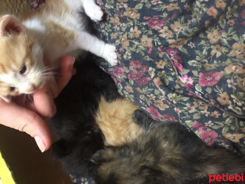 Tekir Kedi, Kedi  Koymadım fotoğrafı