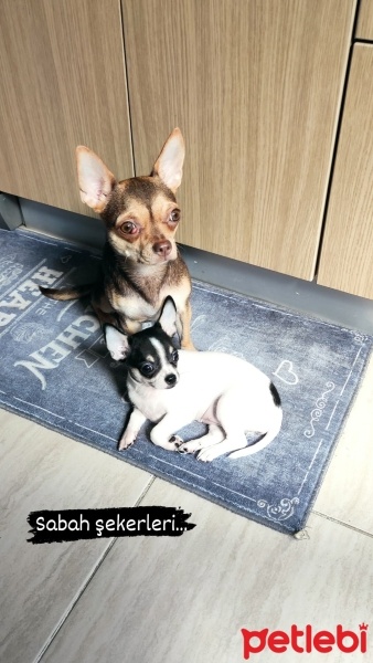 Chihuahua, Köpek  Maze fotoğrafı