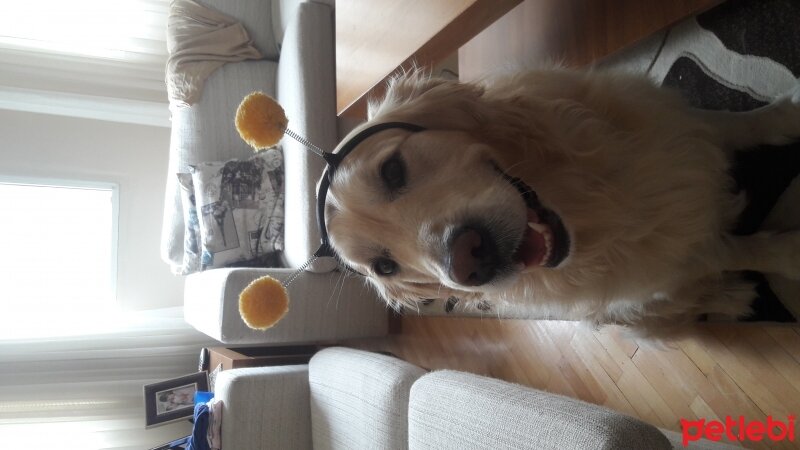 Golden Retriever, Köpek  Kopuk fotoğrafı