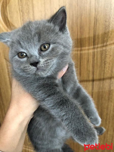 British Shorthair, Kedi  Alvin fotoğrafı