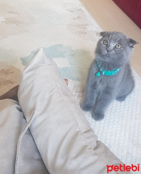 Scottish Fold, Kedi  Cahky fotoğrafı