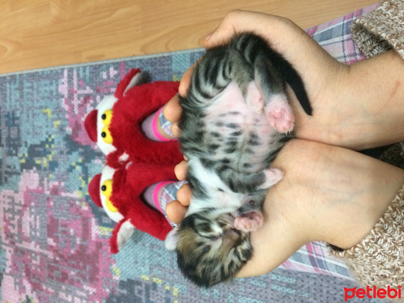 Tekir Kedi, Kedi  Mırık fotoğrafı