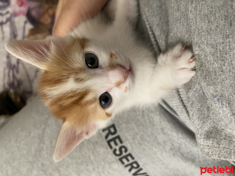 Tekir Kedi, Kedi  Mırık fotoğrafı