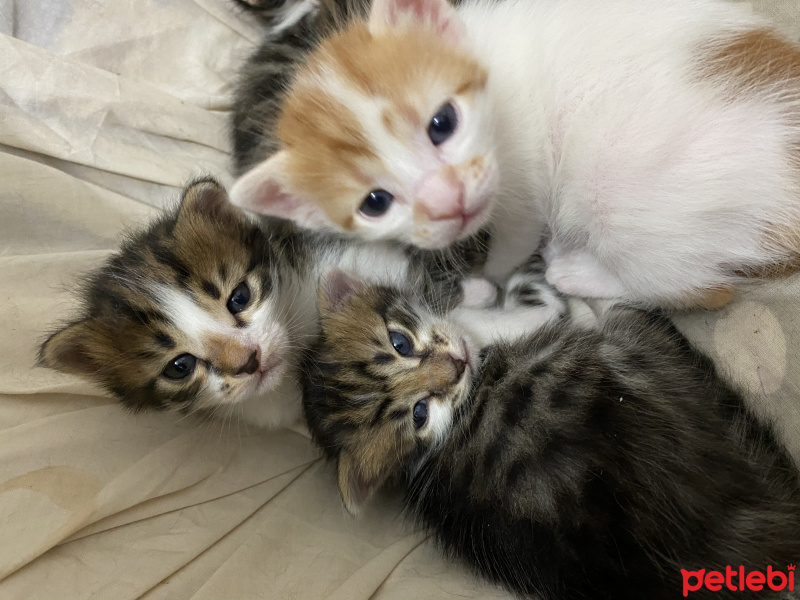 Tekir Kedi, Kedi  Mırık fotoğrafı