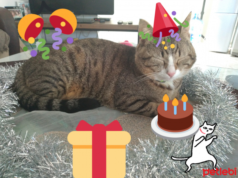 Tekir Kedi, Kedi  Kiwi fotoğrafı