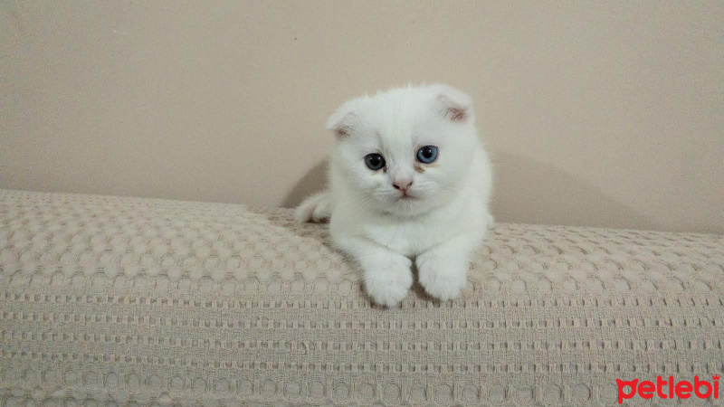 Scottish Fold, Kedi  Kaymak fotoğrafı