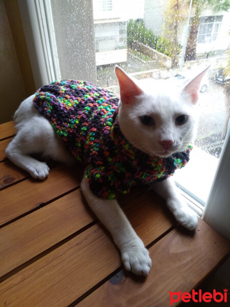 Ankara Kedisi, Kedi  Pamuk fotoğrafı