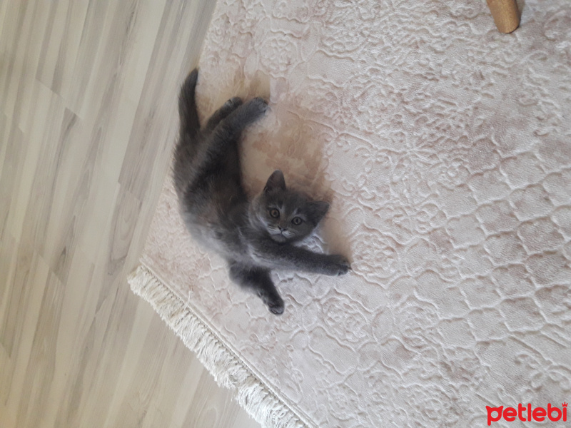 British Shorthair, Kedi  Mila fotoğrafı