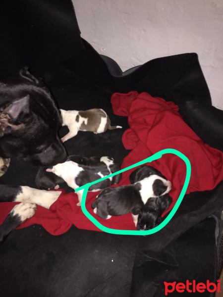 Amerikan Staffordshire Terrier, Köpek  Daha bulunmadı fotoğrafı