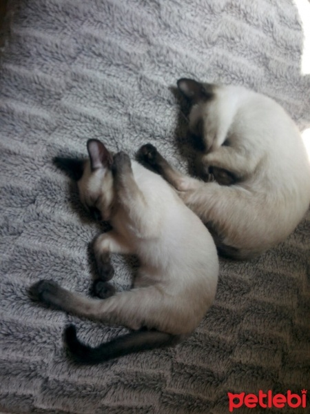 Siyam Kedisi, Kedi  ALFA VE ALFİN fotoğrafı