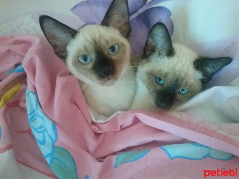 Siyam Kedisi, Kedi  ALFA VE ALFİN fotoğrafı